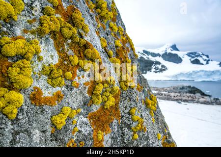 Gelbe und orange Krustenflechten auf Cuverville Island, Antarktis. Stockfoto