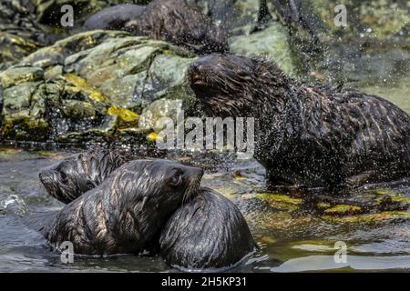 Antarktische Pelzrobben auf der Elefanteninsel, Antarktis. Stockfoto