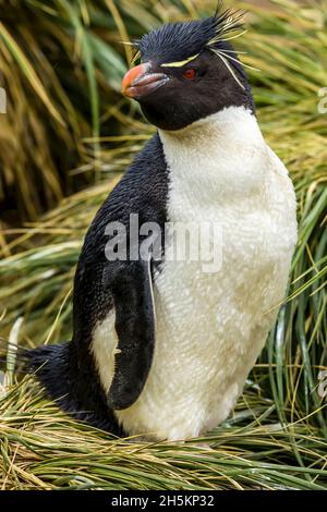 Ein Porträt von einem Rockhopper Penguin auf New Island auf den Falkland-Inseln. Stockfoto