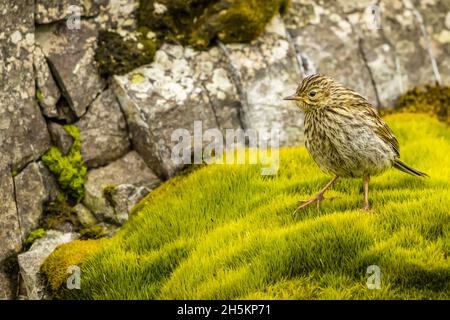 Eine Süd-Georgien Pieper, eine vom Aussterben bedrohte Vogel auf Prion Island in Südgeorgien, Antarktis. Stockfoto