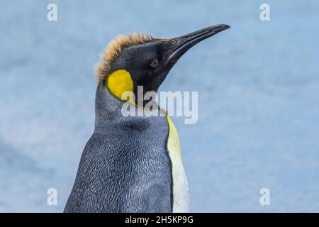 Eine Häutung Königspinguin in der Nähe von Gold Harbor in Südgeorgien, Antarktis. Stockfoto