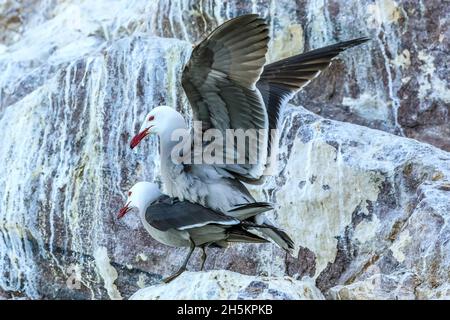 Zwei Heermann Möwen, Larus Heermanni anzeigen Balzverhalten. Stockfoto