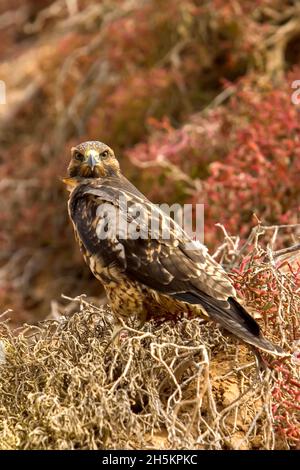 Ein Porträt eines Galapagos-Falken auf der Bartolome-Insel. Stockfoto