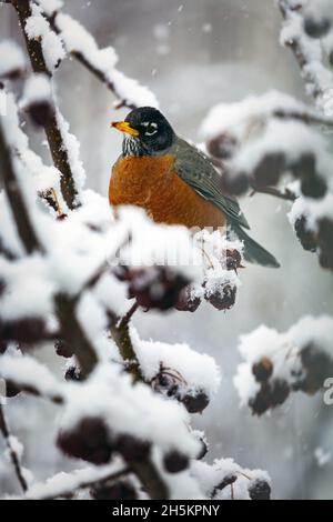 Farbenprächtiges Rotkehlchen (Turdus migratorius), das auf einem schneebedeckten Zweig mit getrockneten kleinen Äpfeln am Baum hängt; Calgary, Alberta, Kanada Stockfoto