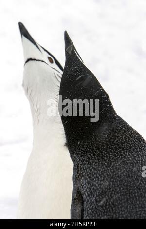 Ein Paar Kinnriemen-Pinguine in einer Balz-Ausstellung. Stockfoto