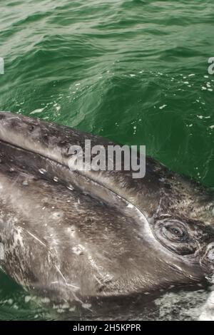 Ein graues Walkalb an der Wasseroberfläche. Stockfoto