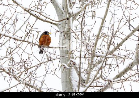 Farbenfroher Rotkehlchen (Turdus migratorius), der bei Schneefall auf einem schneebedeckten Zweig thront; Calgary, Alberta, Kanada Stockfoto