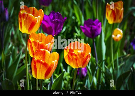 Eine Gruppe von bunten Tulpen in einem Blumengarten; Calgary, Alberta, Kanada Stockfoto