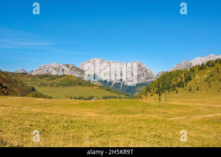 Almwiese Laghi di Festons auf den Sella Festons bei Sauris di Sopra, Provinz Udine, Friaul-Julisch Venetien, Italien. Wird als Sommerweide für Kühe verwendet Stockfoto