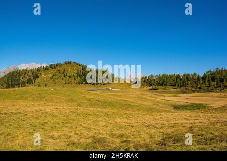 Almwiese Laghi di Festons auf den Sella Festons bei Sauris di Sopra, Provinz Udine, Friaul-Julisch Venetien, Italien. Wird als Sommerweide für Kühe verwendet Stockfoto