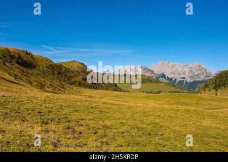 Almwiese Laghi di Festons auf den Sella Festons bei Sauris di Sopra, Provinz Udine, Friaul-Julisch Venetien, Italien. Wird als Sommerweide für Kühe verwendet Stockfoto