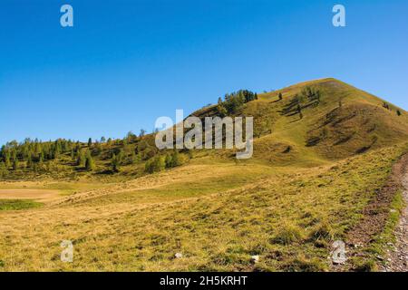 Almwiese Laghi di Festons auf den Sella Festons bei Sauris di Sopra, Provinz Udine, Friaul-Julisch Venetien, Italien. Wird als Sommerweide für Kühe verwendet Stockfoto