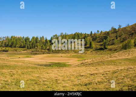 Almwiese Laghi di Festons auf den Sella Festons bei Sauris di Sopra, Provinz Udine, Friaul-Julisch Venetien, Italien. Wird als Sommerweide für Kühe verwendet Stockfoto