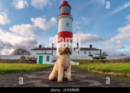 Souter Lighthouse und ein Hund auf dem Weg im Vordergrund; South Shields, Tyne and Wear, England Stockfoto