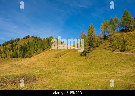 Almwiese Laghi di Festons auf den Sella Festons bei Sauris di Sopra, Provinz Udine, Friaul-Julisch Venetien, Italien. Wird als Sommerweide für Kühe verwendet Stockfoto