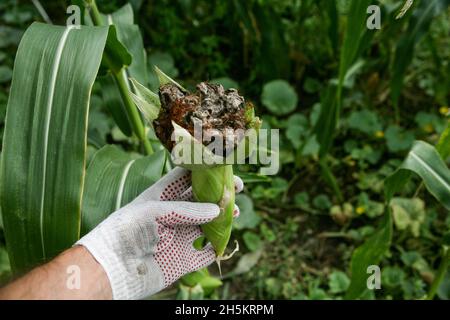 Blasenschmierungen manifestieren sich in Form von pathologischen Neoplasmen galls usarium moniliforme Synonym von F. verticillioides. Fusarium auf dem Cob ist die häufigste Erkrankung an den Ohren. Stockfoto