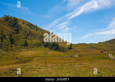 Almwiese Laghi di Festons auf den Sella Festons bei Sauris di Sopra, Provinz Udine, Friaul-Julisch Venetien, Italien. Wird als Sommerweide für Kühe verwendet Stockfoto