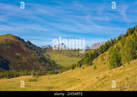 Almwiese Laghi di Festons auf den Sella Festons bei Sauris di Sopra, Provinz Udine, Friaul-Julisch Venetien, Italien. Wird als Sommerweide für Kühe verwendet Stockfoto