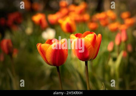 Zwei rote und gelbe Tulpen in voller Blüte im Vordergrund in einem Tulpengarten; South Shields, Tyne und Wear, England Stockfoto