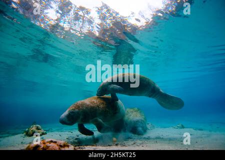 Ein Paar Seekühe schwimmen zusammen an Three Sisters Springs. Stockfoto