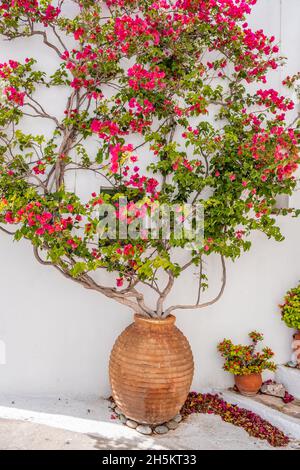 Rot blühende Bougainvillea in Amphora auf weiß getünchten Wandhintergrund. Griechisches Inselhaus, typische Außendekoration, Chora Dorf Griechenland. Stockfoto