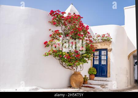 Typische Architektur der weiß getünchten Haus blaue Holztür mit ockerfarbenen Zierleisten und Innenvorhänge rote Bougainvillea in Amphora in Kythira, Kythera isran Stockfoto