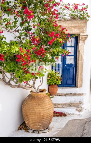 Rot blühende Bougainvillea in Amphora, blaue Haustür und weiß getünchte Wand. Griechische Insel Chora Dorf Griechenland. Stockfoto