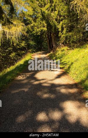 Eine Straße an den Hängen des Monte Morgenleit in der Nähe von Sauris di Sopra, Provinz Udine, Friaul-Julisch Venetien, Nordostitalien. Ende September Stockfoto