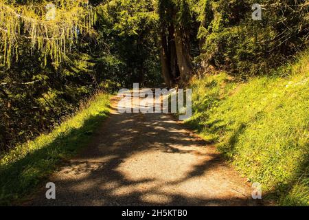 Eine Straße an den Hängen des Monte Morgenleit in der Nähe von Sauris di Sopra, Provinz Udine, Friaul-Julisch Venetien, Nordostitalien. Ende September Stockfoto