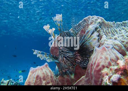 Ein Rotfeuerfische und Fisch Schulbildung im blauen Wasser über Riff, Pterois Volitans. Stockfoto