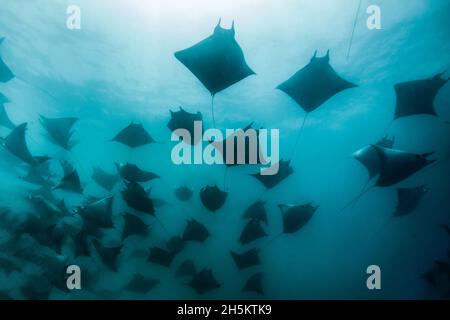 Mobula Strahlen Schulbildung aus der Cabo Arch. Stockfoto