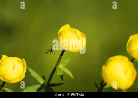 Nahaufnahme von gelbem Globeflower, Trollius europaeus mit einer kleinen Spinne daneben. Erschossen auf einer überfluteten Wiese in Estland, Nordeuropa. Stockfoto