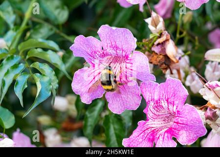 Hummel in einer Podranea ricasoliana, genannt die rosa Trompetenrebe Stockfoto