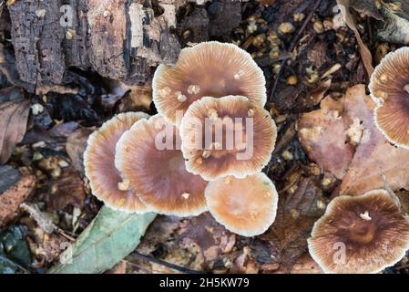 Ich denke, das ist Russet Toughshank (Gymnopus dryophilus), früher Collybia dryophila Stockfoto