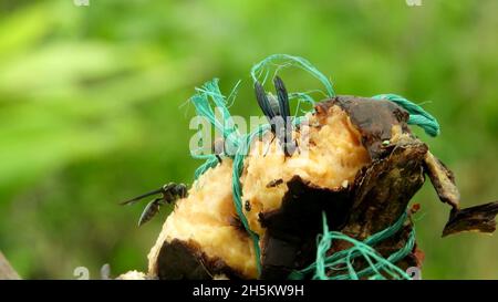 Insekten fressen eine Frucht Stockfoto