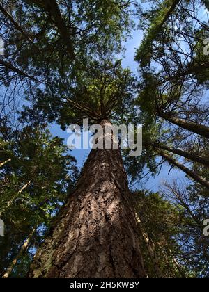 Flache Porträtansicht der majestätischen Douglasie (Pseudotsuga menziesii) im Alter von mehreren hundert Jahren im Lighthouse Park, West Vancouver, Kanada. Stockfoto