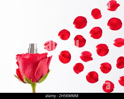 Rotes Rosenduft, das die Blütenblätter auf weißem Hintergrund aussprüht Stockfoto