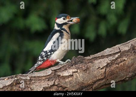 Buntspecht / Buntspecht (Dendrocopos major) Männchen, das auf einem Zweig mit Haselnuss im Schnabel thront Stockfoto