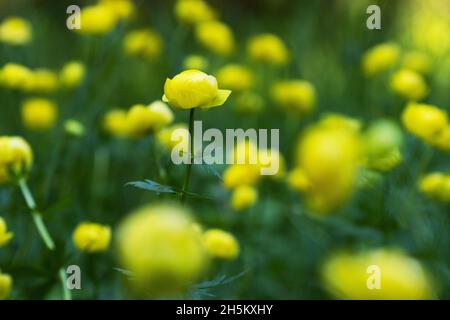 Nahaufnahme einer wunderschönen gelben Globeblume, Trollius europaeus, aufgenommen auf einer estnischen überfluteten Wiese in Nordeuropa. Stockfoto