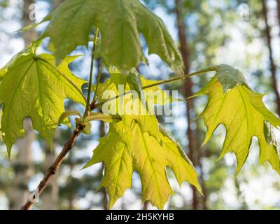 Leaves of Norway maple Stockfoto