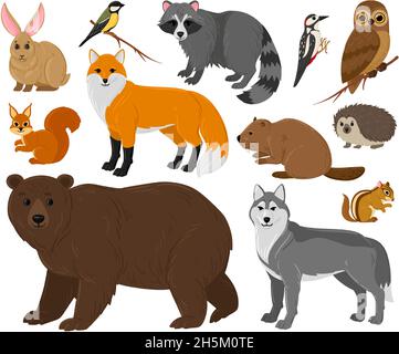 Cartoon Waldtiere, Eule, Bär, Fuchs, Waschbär und Eichhörnchen. Wald wild Tiere und Vögel isoliert Vektor Illustration Set. Wälder Tierwelt Stock Vektor