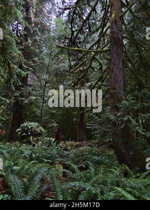 Porträtansicht des dichten gemäßigten Regenwaldes mit üppiger grüner Vegetation an regnerischen Tagen im Herbst im Cathedral Grove im MacMillan Provincial Park, Kanada. Stockfoto