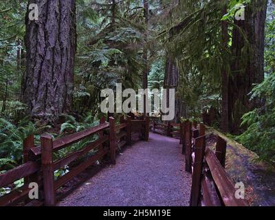 Fußweg durch alten Wald mit großen Douglasien (Pseudotsuga menzierii) im Cathedral Grove im MacMillan Provincial Park, BC, Kanada. Stockfoto