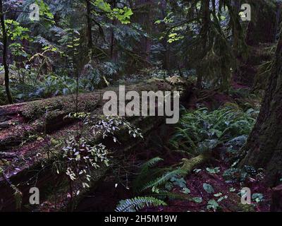 Fauler Baum mit dichtem Stamm, der auf dem Boden im gemäßigten Regenwald im Cathedral Grove im MacMillan Provincial Park, Vancouver Island, Kanada, liegt. Stockfoto