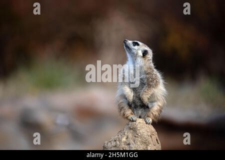 Der Erdmännchen steht oben und schaut zu. Stockfoto