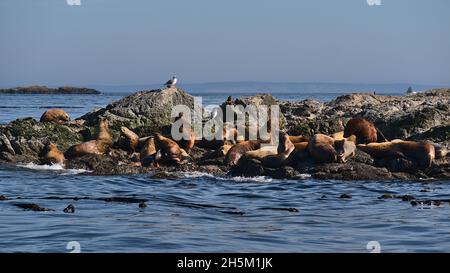 Kleine abgelegene Insel mit Felsen in der Salish Sea in der Nähe von Vancouver Island, British Columbia, Kanada, mit einer kleinen Kolonie sonnenverwöhnter Seelöwen. Stockfoto