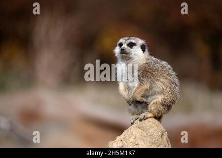 Der Erdmännchen steht oben und schaut zu. Stockfoto