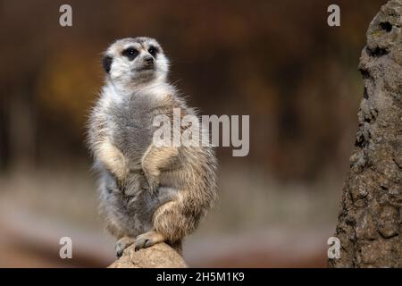 Der Erdmännchen steht oben und schaut zu. Stockfoto