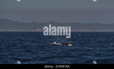 Zwei schwarz-weiß gefärbte Orca-Wale tauchen im tiefblauen Wasser der Salishen See während der Jagd in der Nähe von Vancouver Island, British Columbia, Kanada, auf. Stockfoto