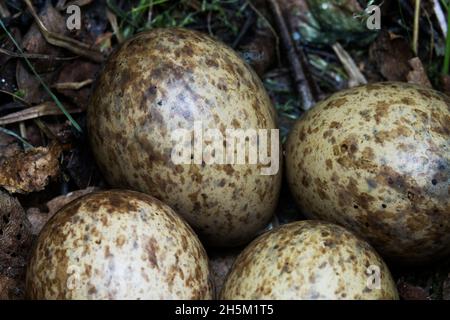 Ein Nest mit vier Eiern eines eurasischen Holzhahns, Scolopax rusticola im estnischen Nadelwald während der Brutzeit. Stockfoto